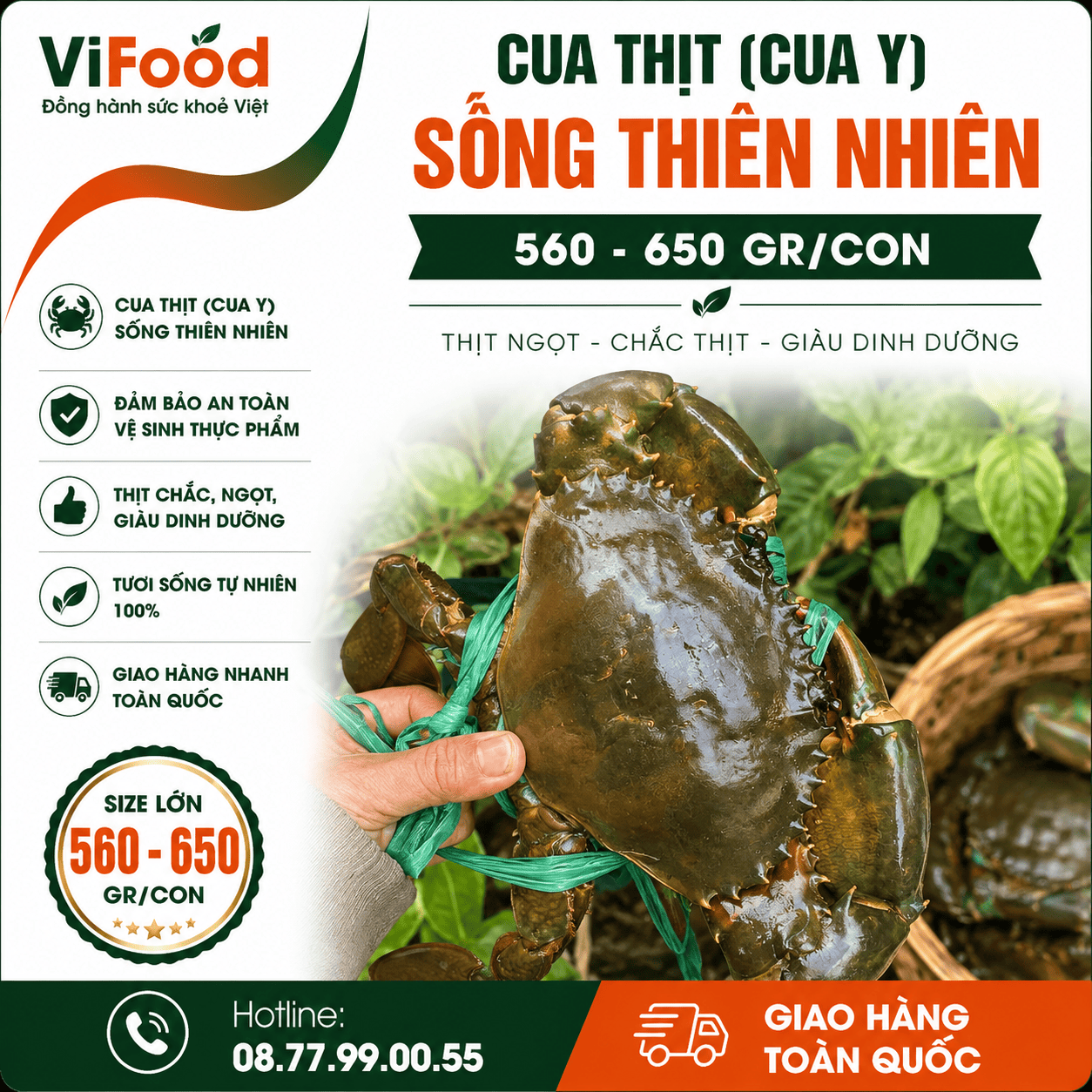 Cua thịt (cua Y) sống thiên nhiên 560-650 gr/con