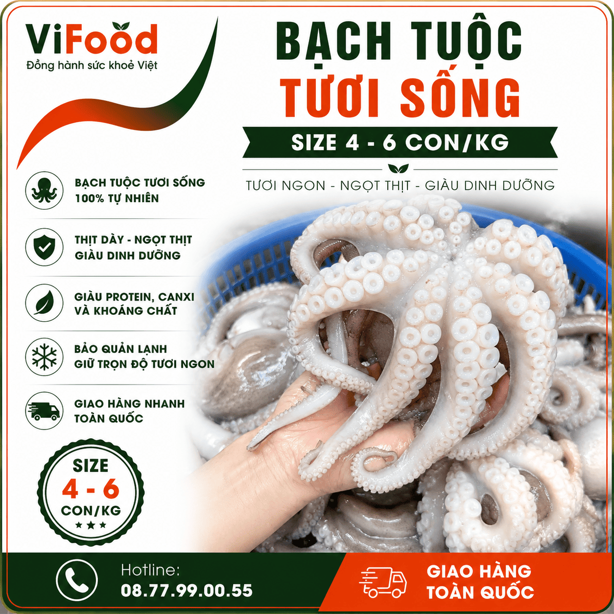 Bạch tuộc tươi sống giá tốt 4-6 con/kg