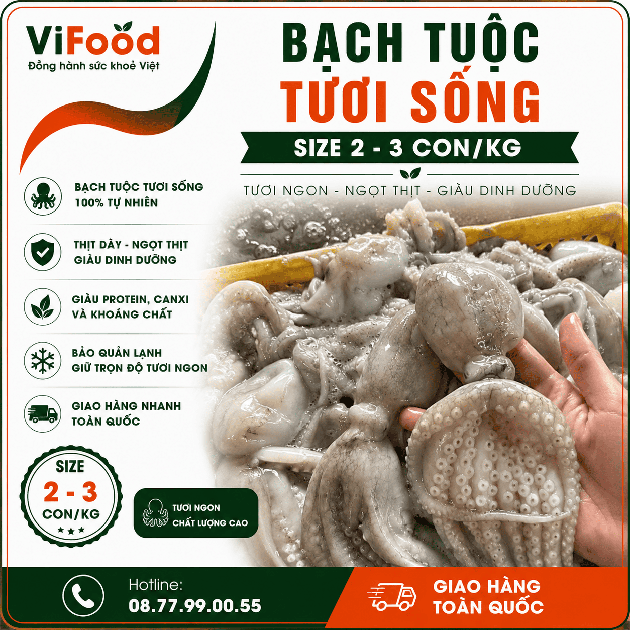 Bạch tuộc tươi sống giá sỉ size 2-3 con/kg