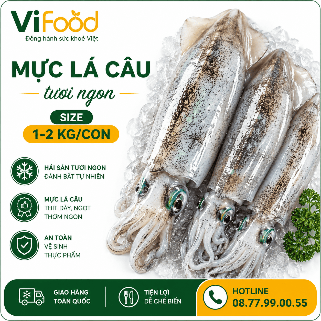 Mực lá câu tươi ngon 1-2 kg/con
