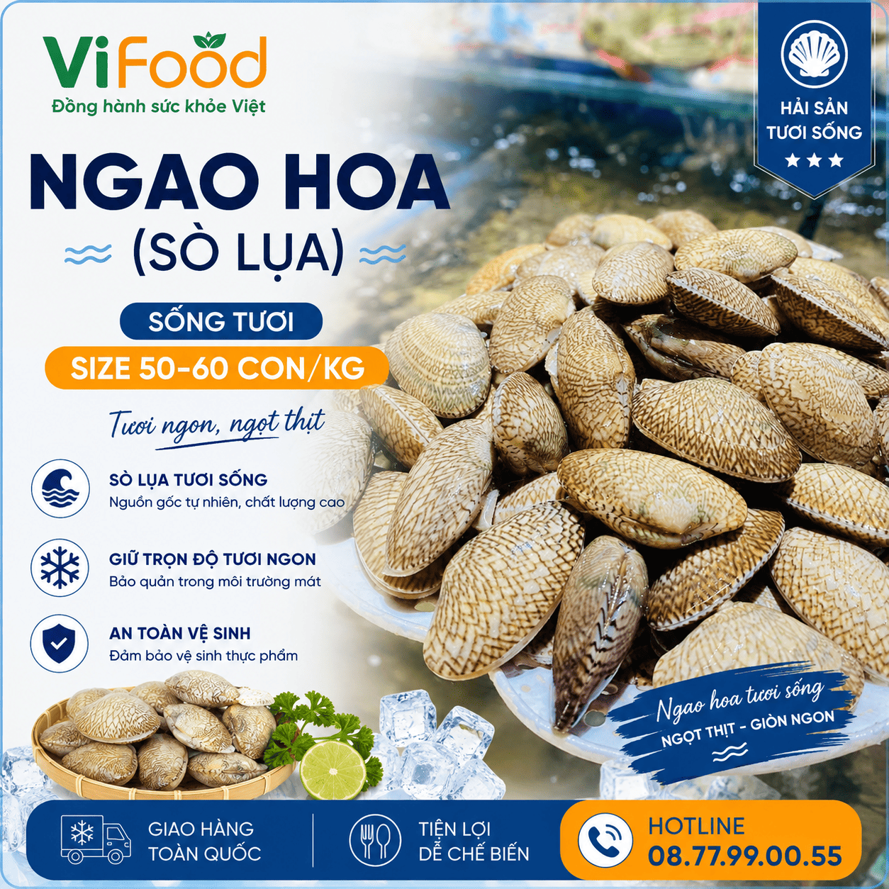 Ngao hoa (sò lụa) sống 50-60 con/kg