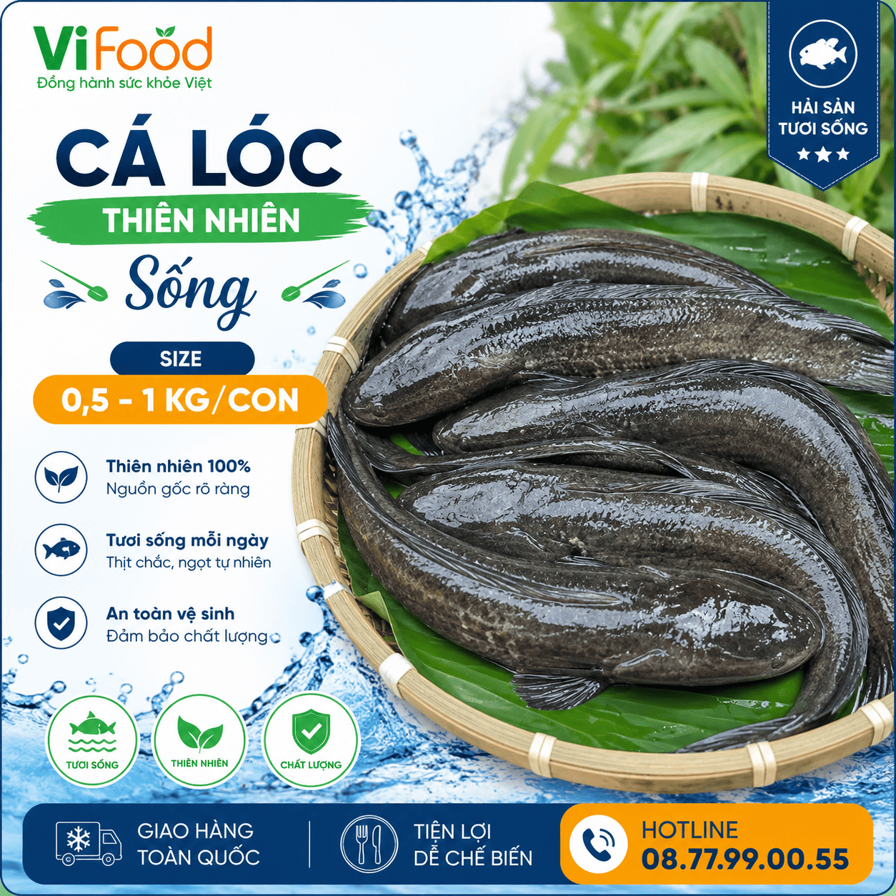 Cá lóc thiên nhiên sống Size 0,5-1 kg/con