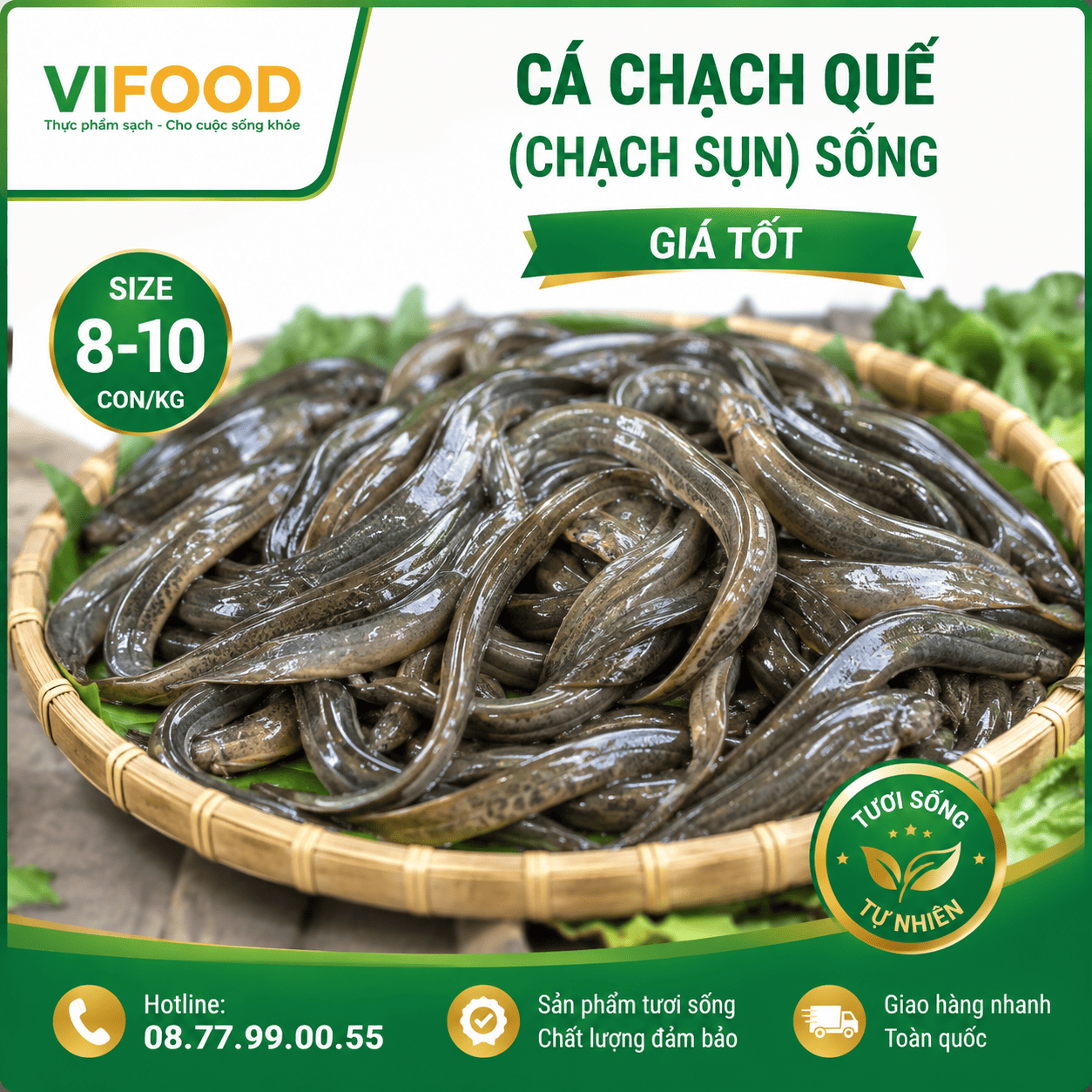 Cá chạch quế (chạch sụn) sống, giá tốt Size 8-10 con/kg