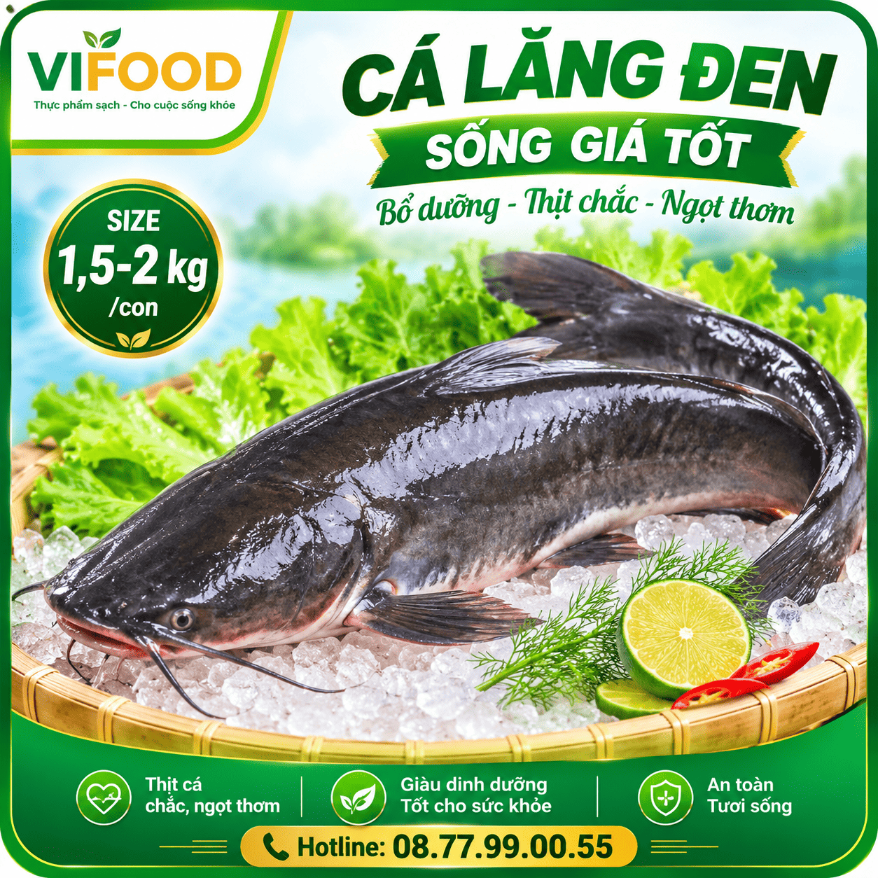 Cá lăng đen sống giá tốt, bổ dưỡng Size 1,5-2 kg/con