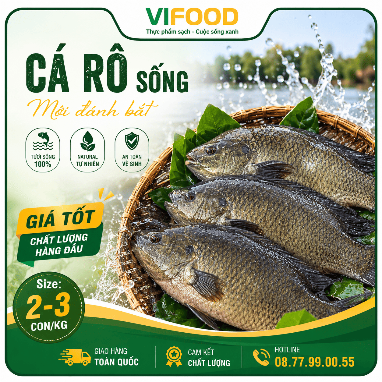 Cá rô sống mới đánh bắt, giá tốt Size: 2-3 con/kg