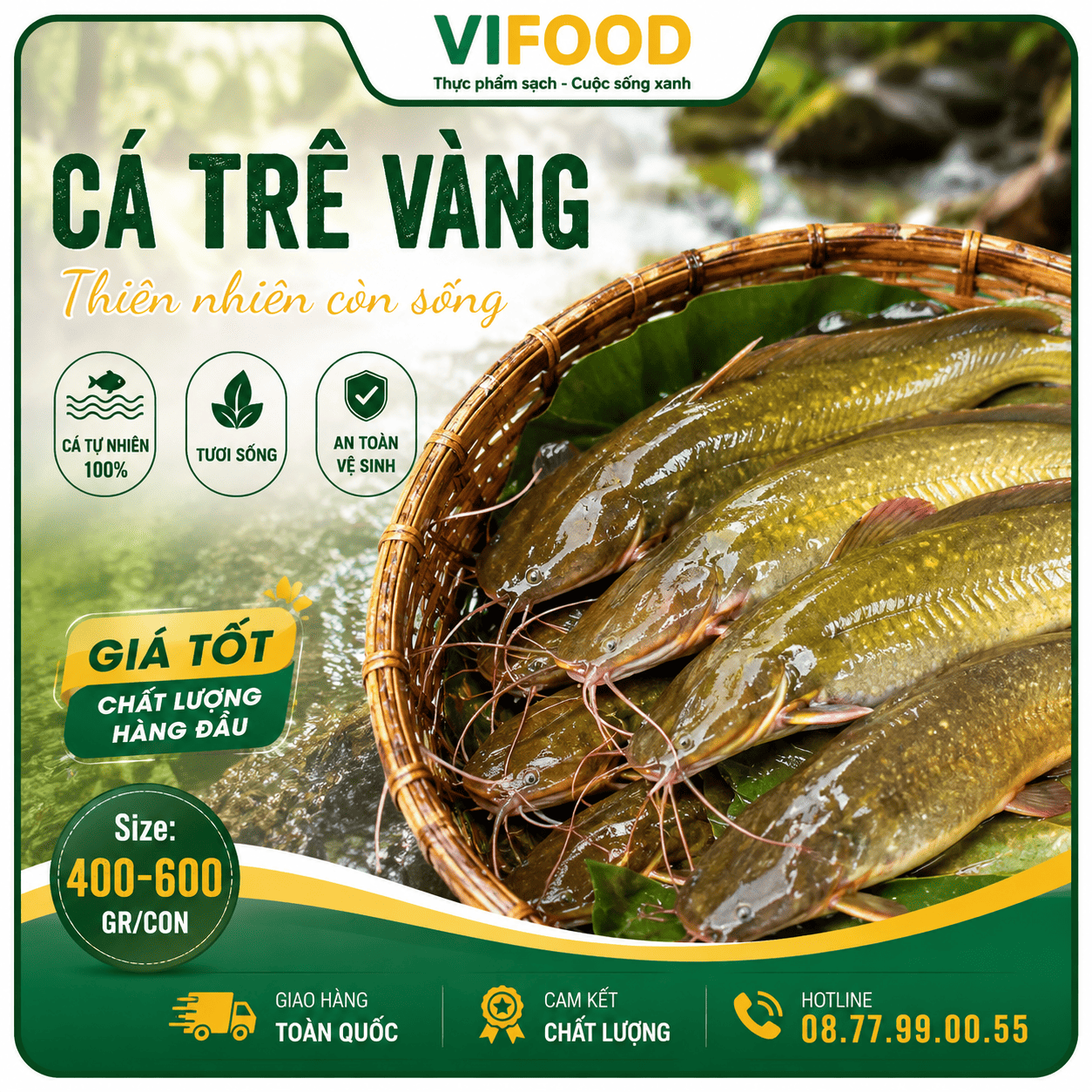 Cá trê vàng thiên nhiên còn sống, giá tốt Size 400-600 gr/con