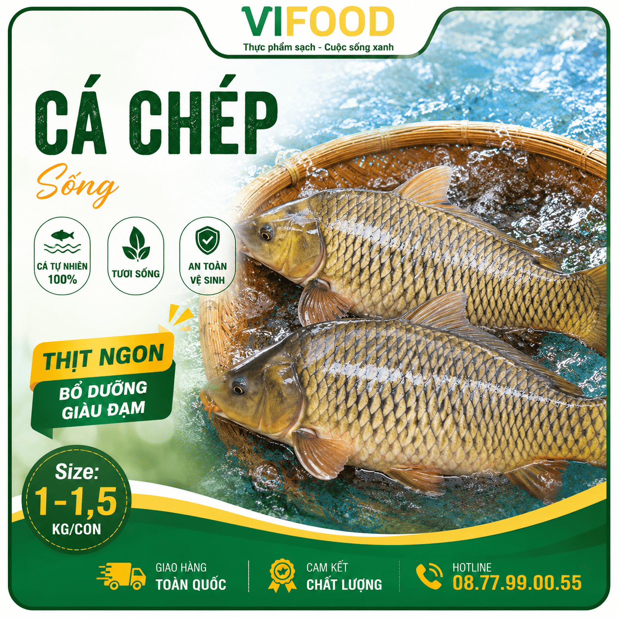 Cá chép sống Size 1-1,5 kg/con