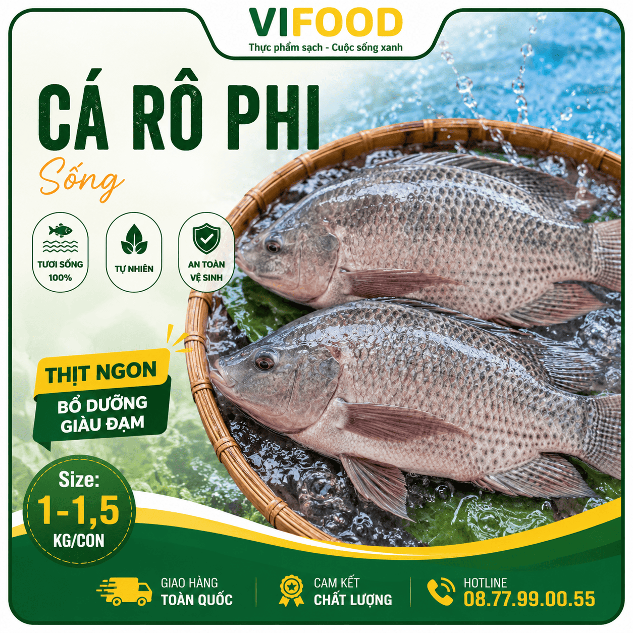 Cá rô phi sống Size 1-1,5 kg/con