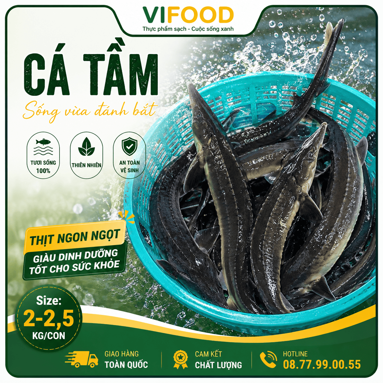 Cá tầm sống vừa đánh bắt, thịt ngon ngọt Size 2-2,5 kg/con