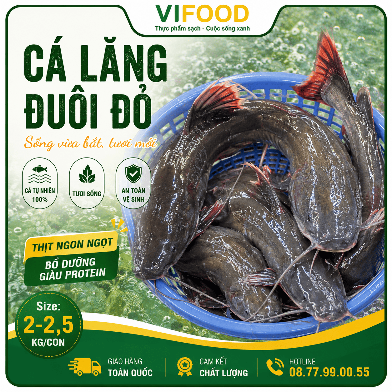 Cá lăng đuôi đỏ sống vừa bắt, tươi mới Size 2-2,5 kg/con