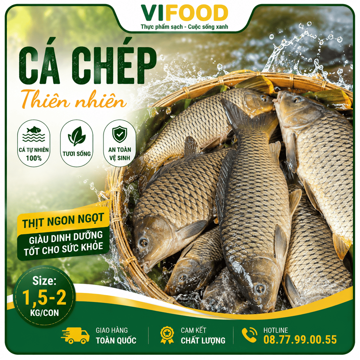 Cá chép sống từ thiên nhiên Size 1,5-2 kg/con
