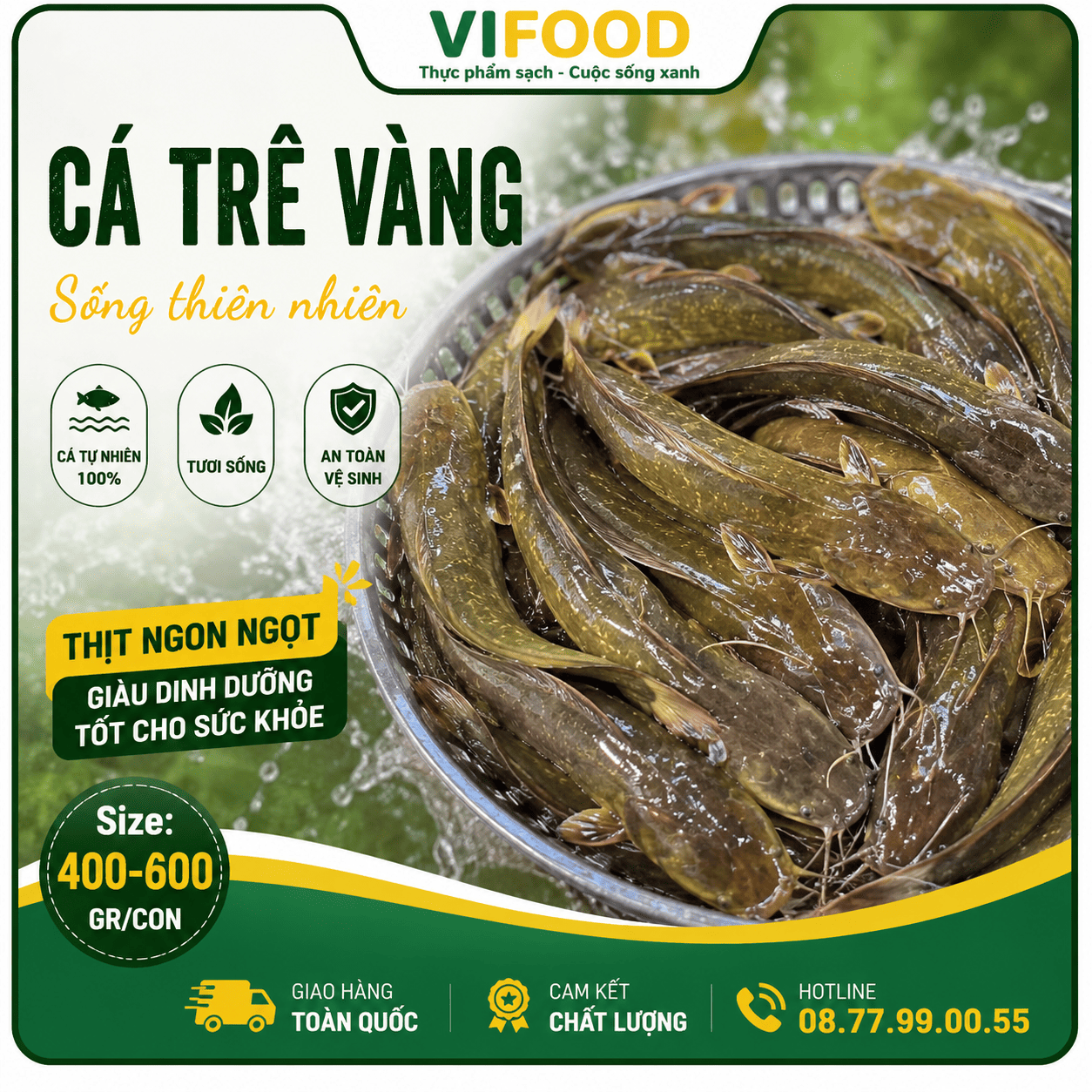 Cá trê vàng sống thiên nhiên Size 400-600 gr/con