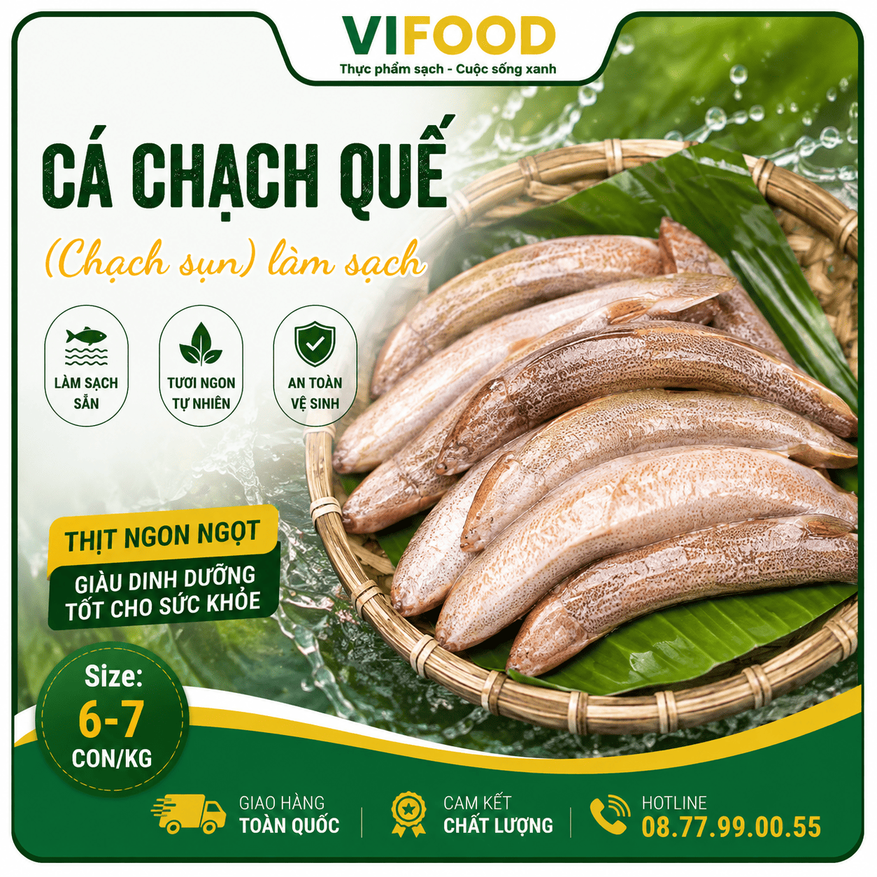 Cá chạch quế (chạch sụn) làm sạch Size: 6-7 con/kg