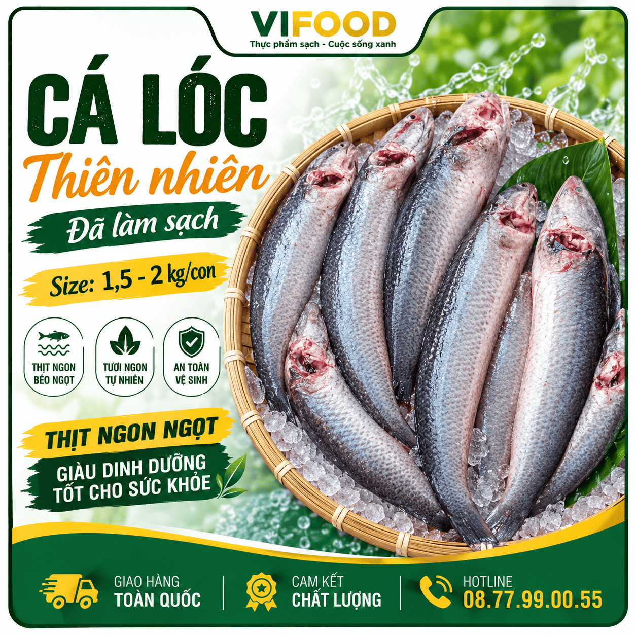 Cá lóc thiên nhiên đã làm sạch đảm bảo ngon Size 1,5-2 kg/con