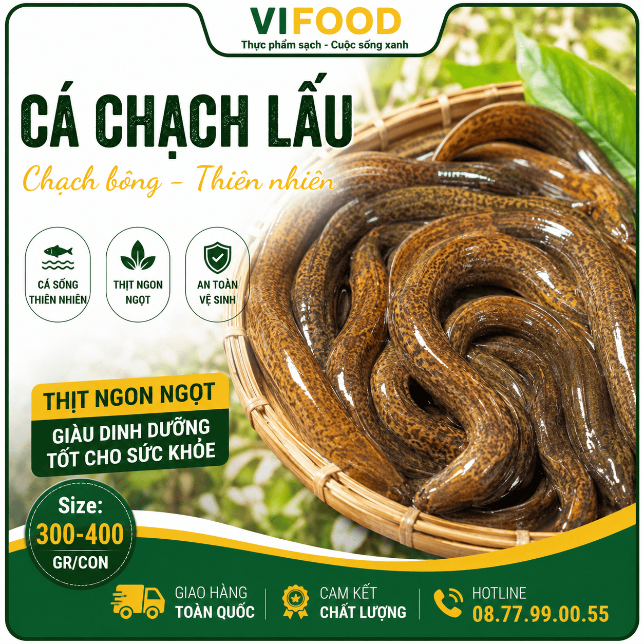 Cá chạch lấu (chạch bông) sống Size 300-400 gr/con