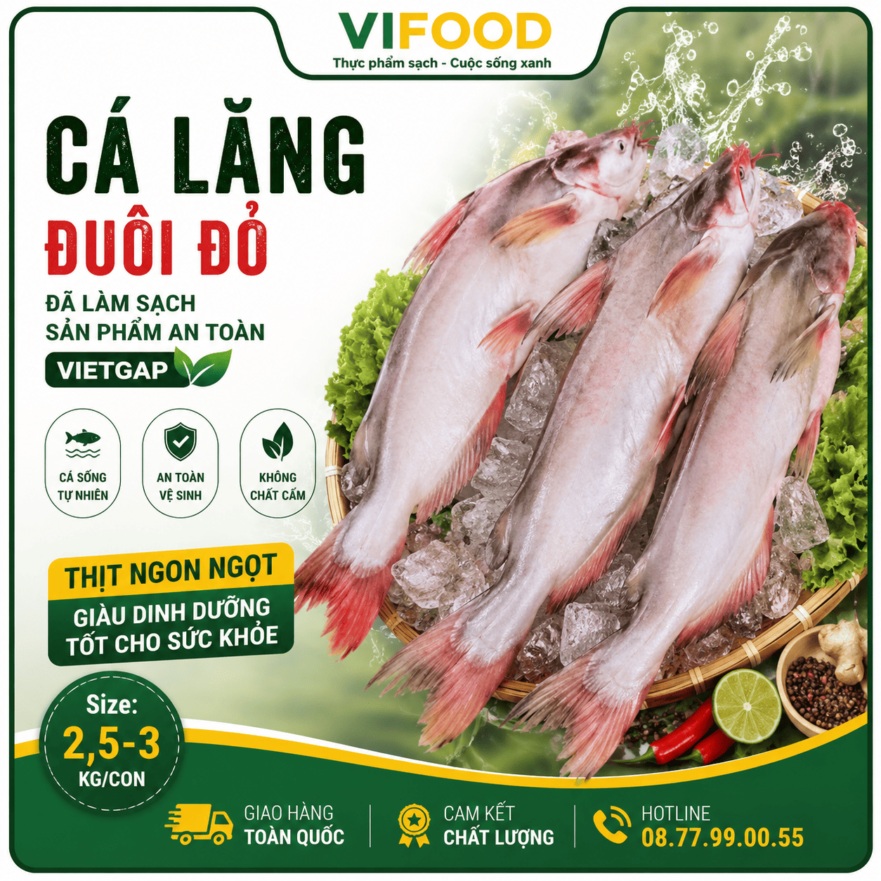 Cá lăng đuôi đỏ đã làm sạch, sản phẩm an toàn Vietgap Size 2,5-3 kg/con