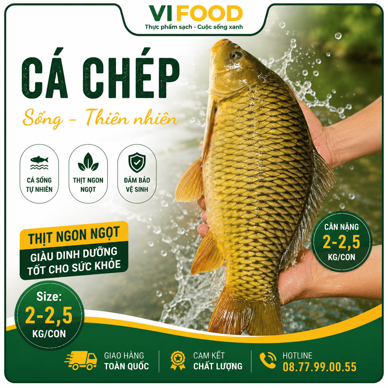Cá chép sống từ thiên nhiên Size 2-2,5 kg/con