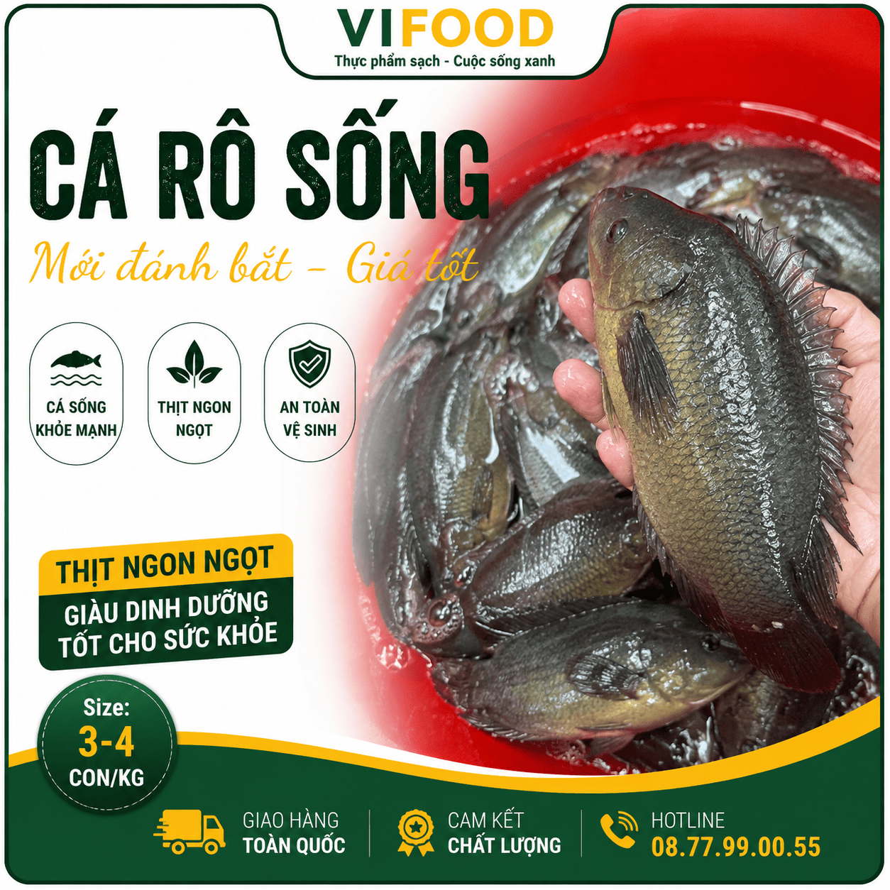 Cá rô sống mới đánh bắt, giá tốt Size 3-4 con/kg