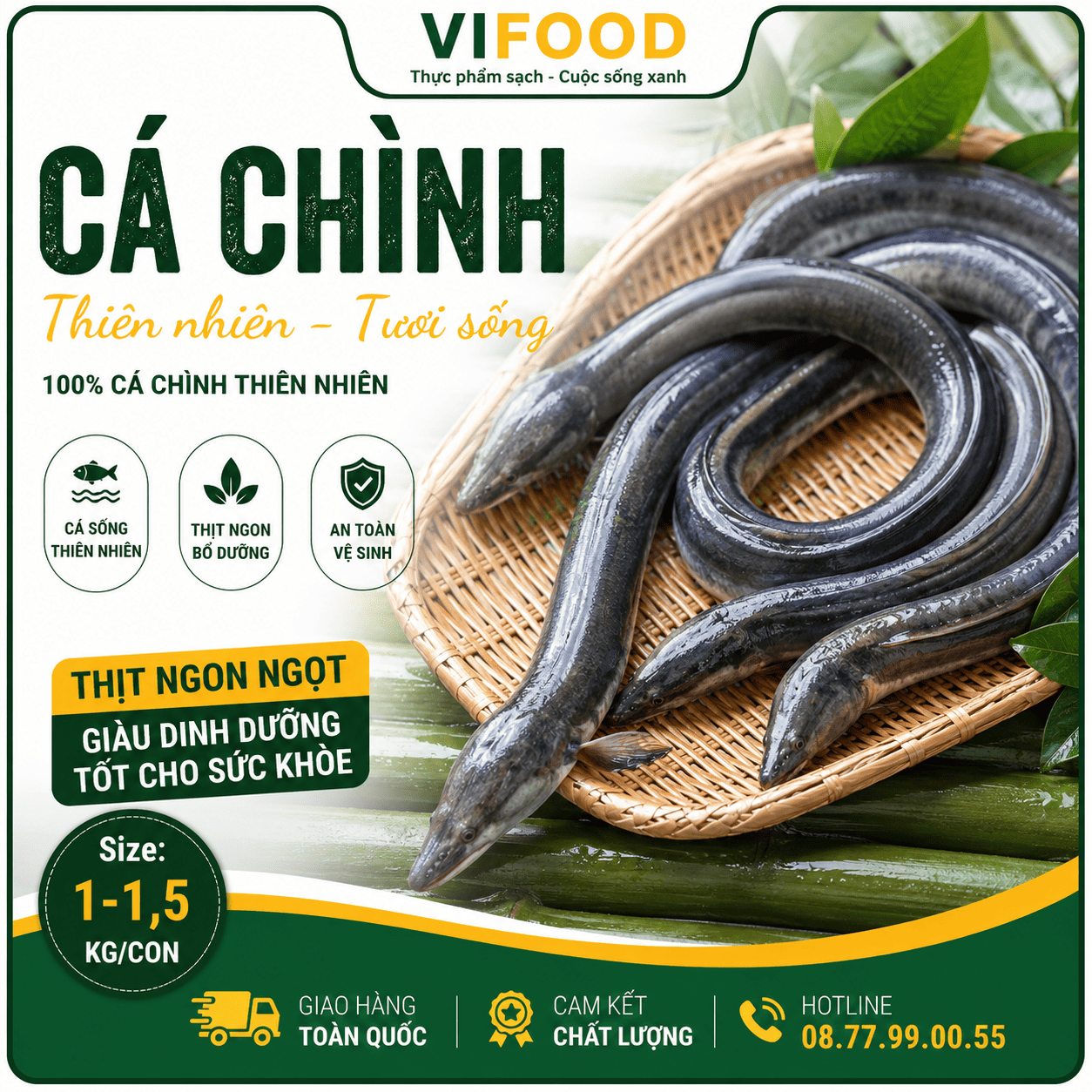 Cá chình thiên nhiên sống 1-1,5 kg/con