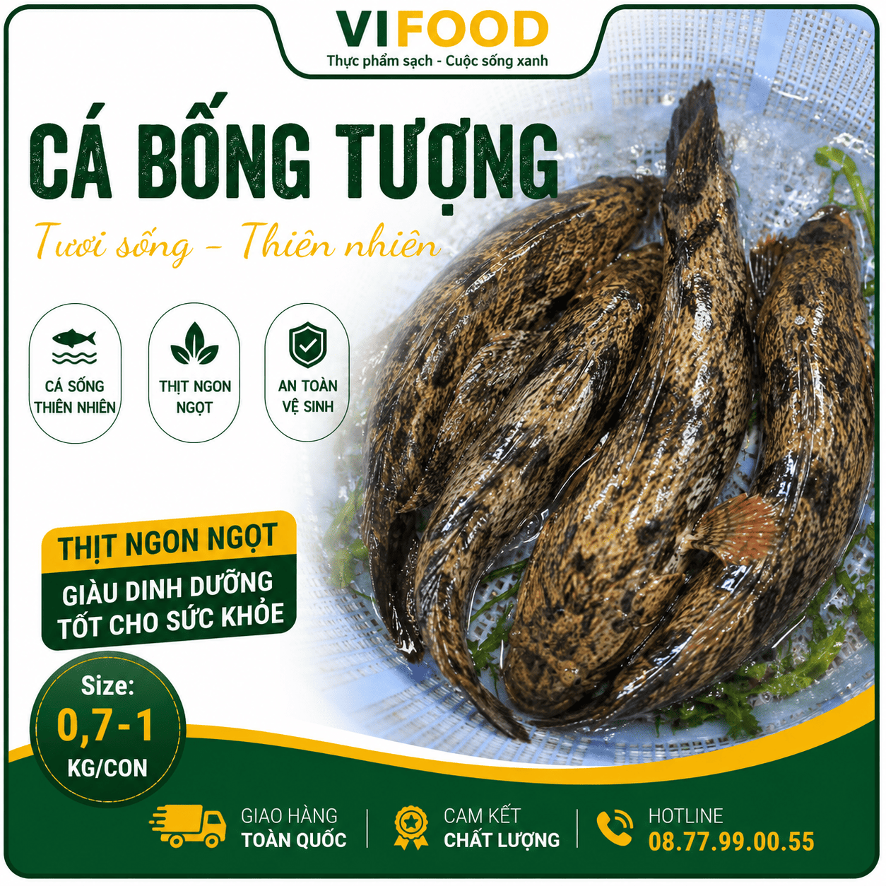 Cá bống tượng tươi sống Size 0,7-1 kg/con