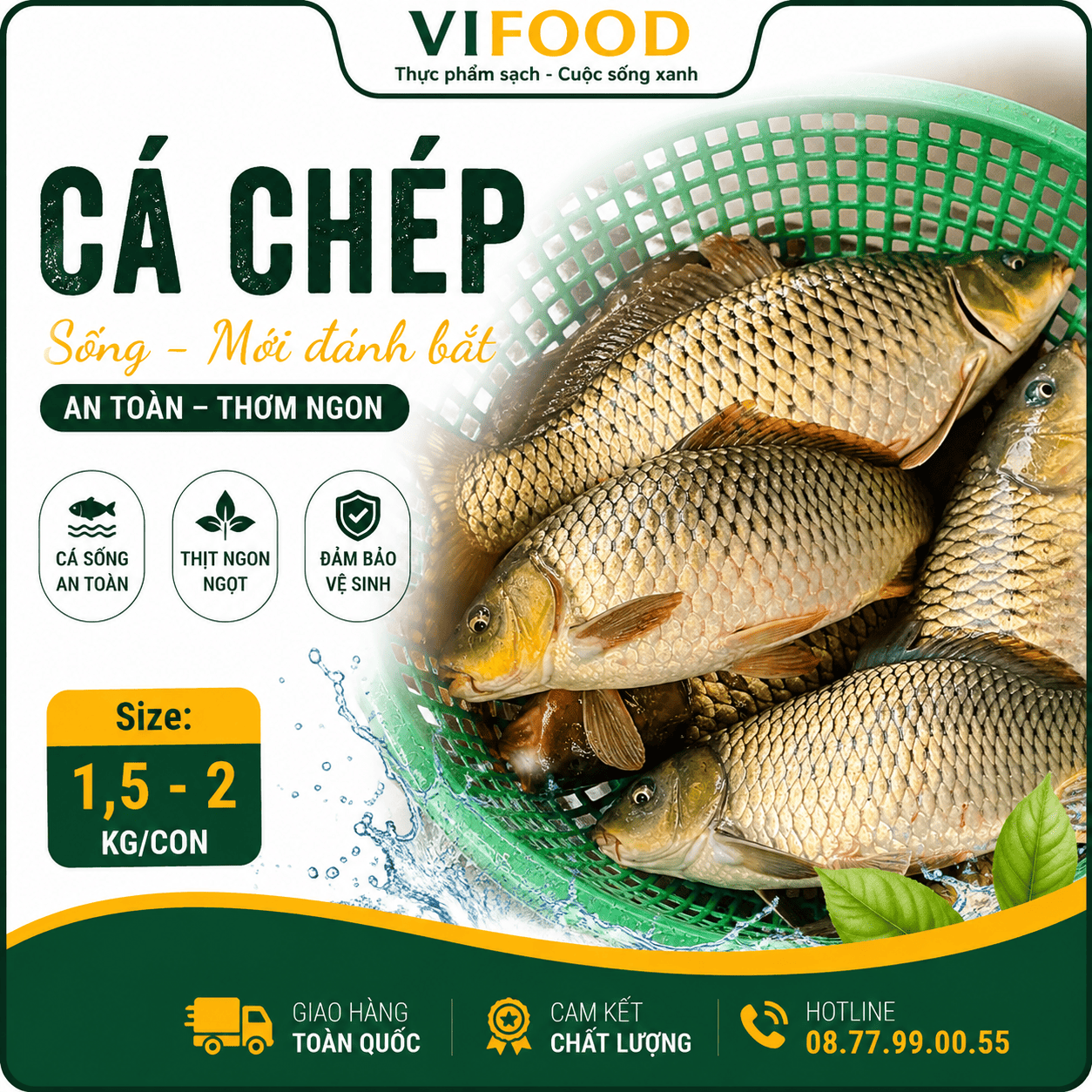 Cá chép sống mới đánh bắt an toàn thơm ngon Size 1,5-2 kg/con