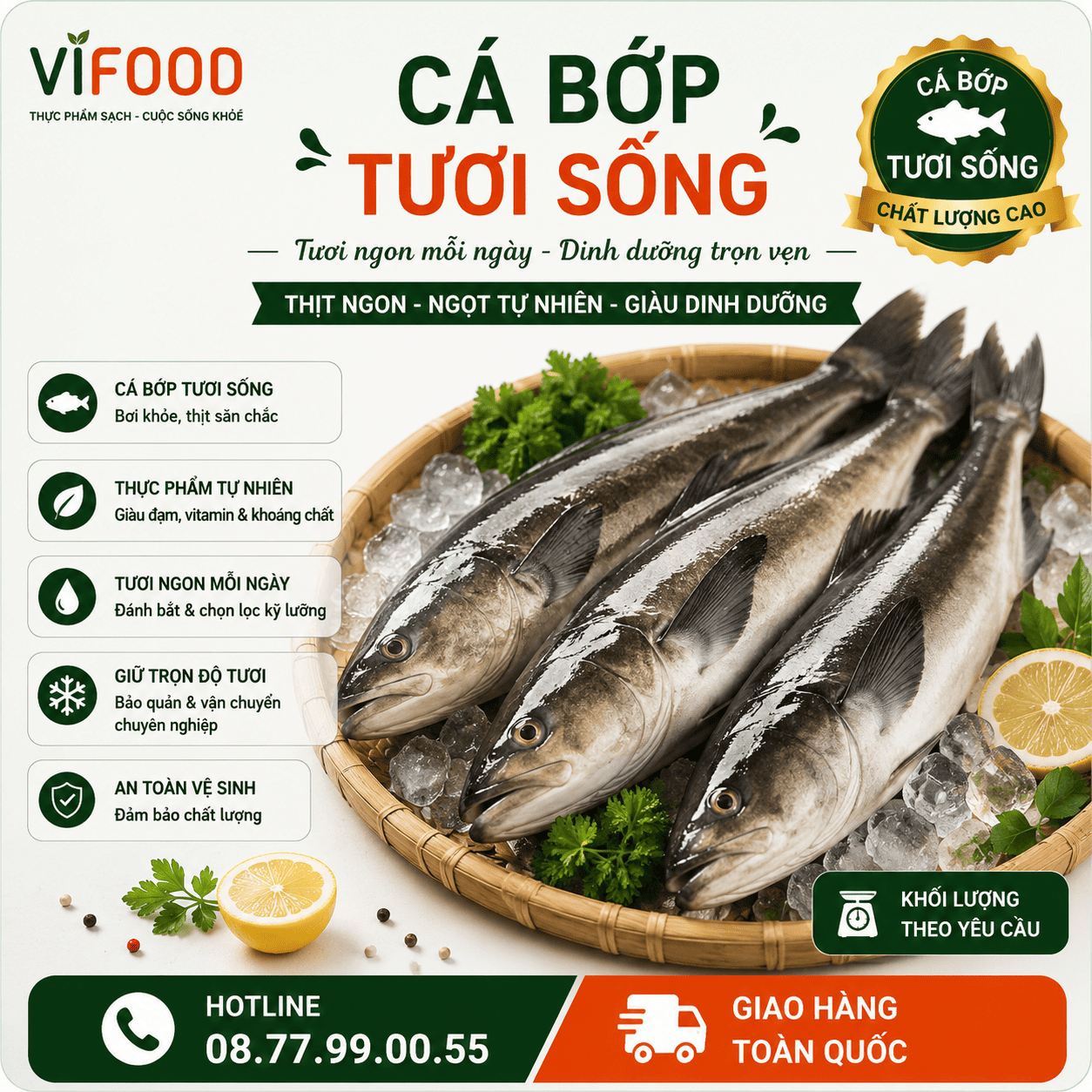 Cá Bớp Tươi Sống
