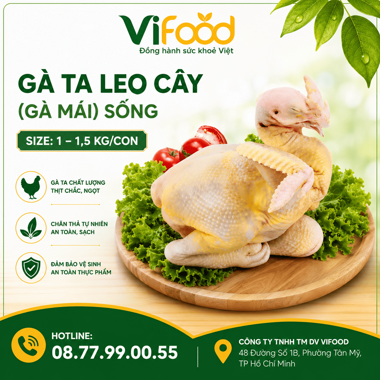 Gà ta leo cây (gà mái) sống Size 1-1,5 kg/con