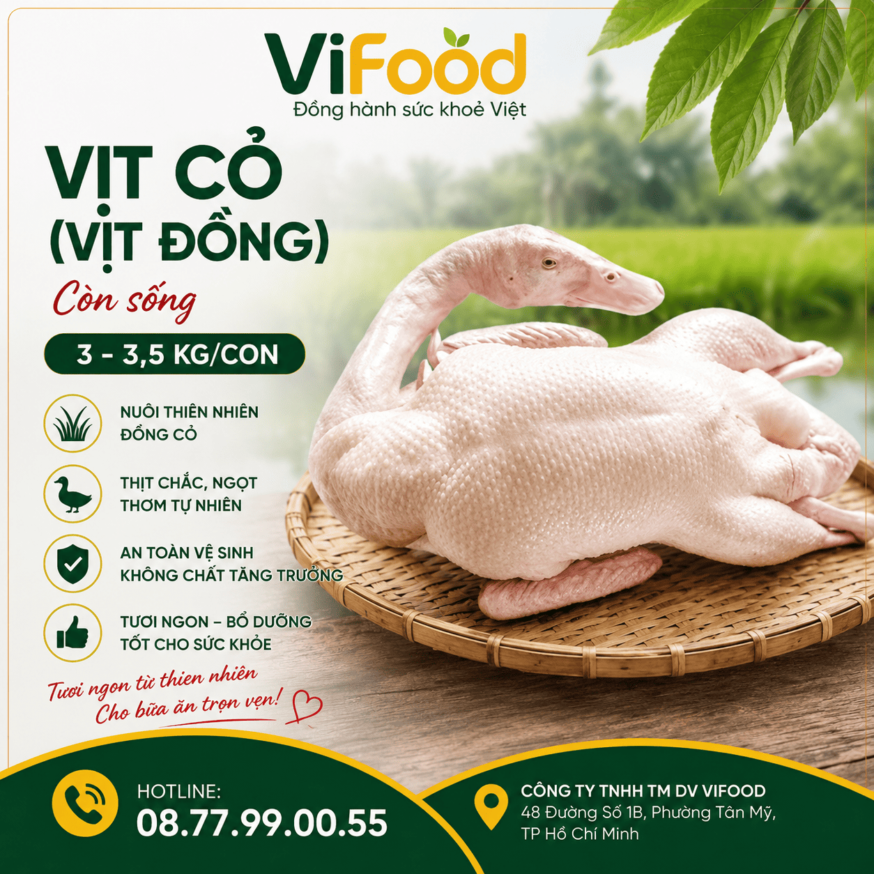 Vịt cỏ (vịt đồng) còn sống  3-3,5 kg/con