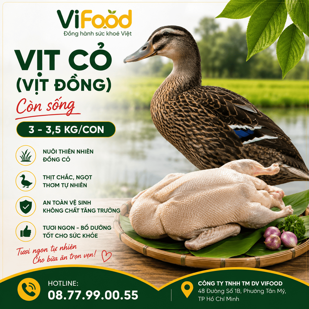 Vịt cỏ (vịt đồng) còn sống 3-3,5 kg/con