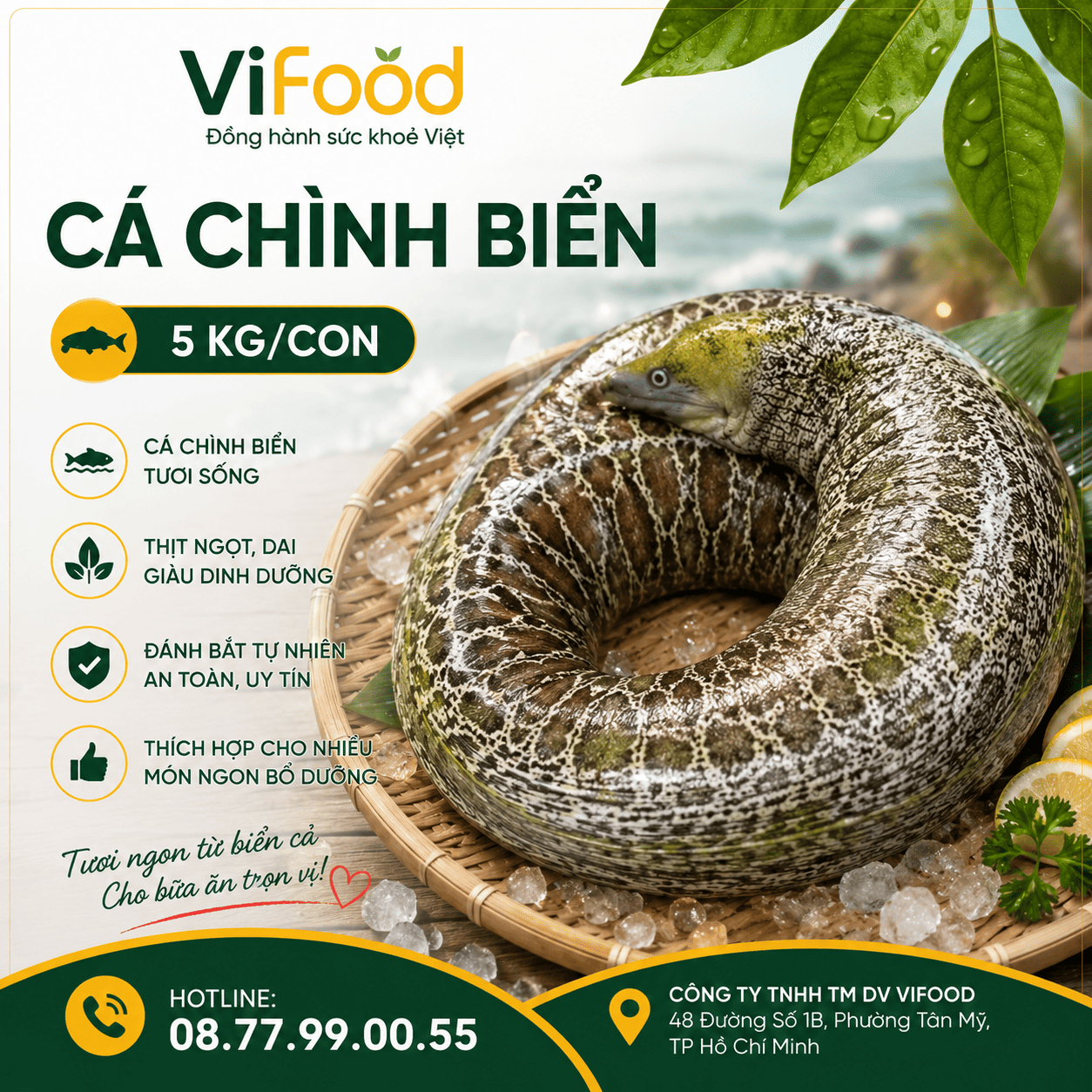 Cá chình biển (5 kg)