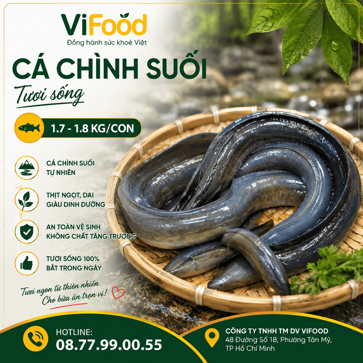 Cá chình suối (1.7 - 1.8 kg)