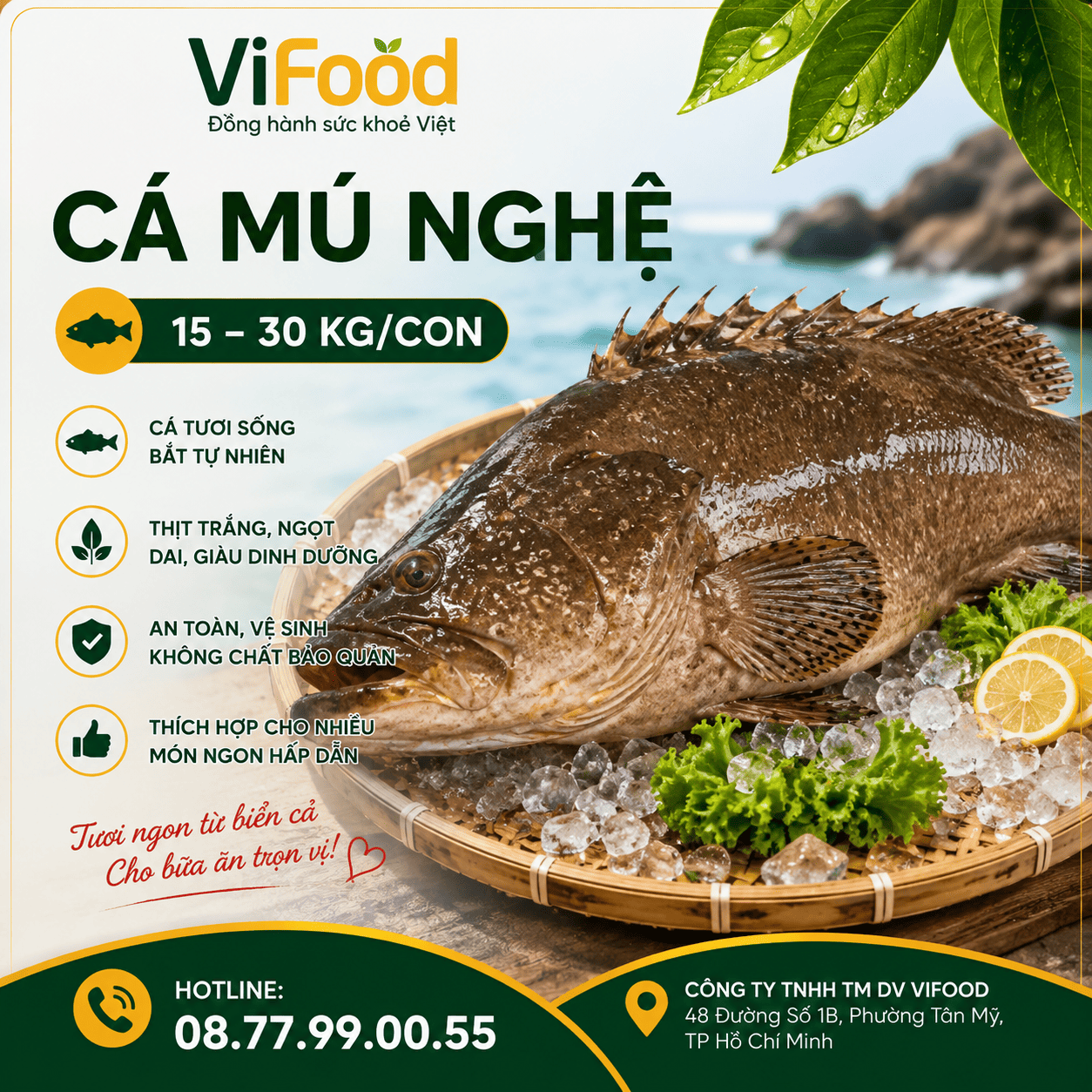 Cá Mú Nghệ (15 - 30 Kg)