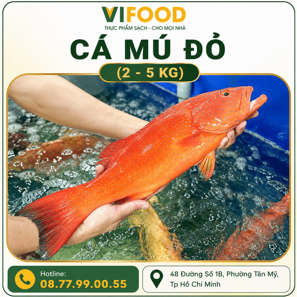Cá Mú Đỏ (2 - 5 Kg)