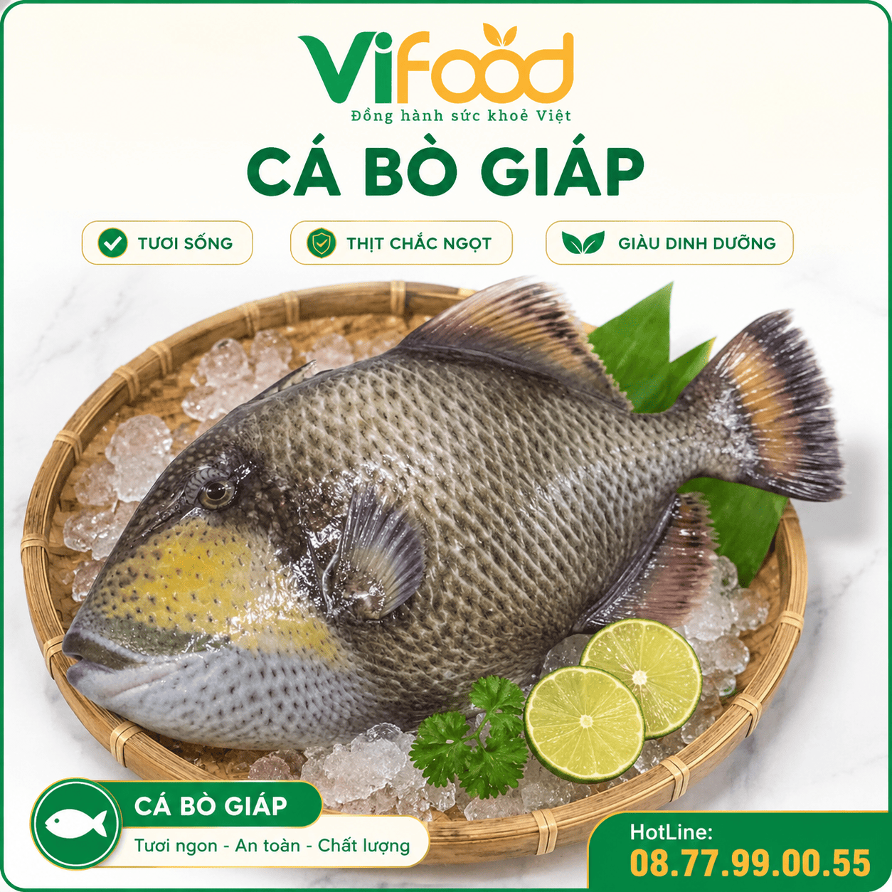 Cá bò giáp