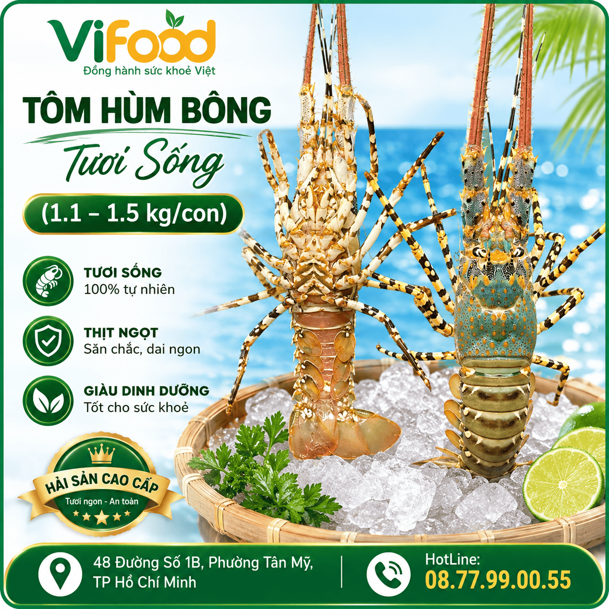 Tôm hùm bông sống (1.1 – 1.5 kg/con)