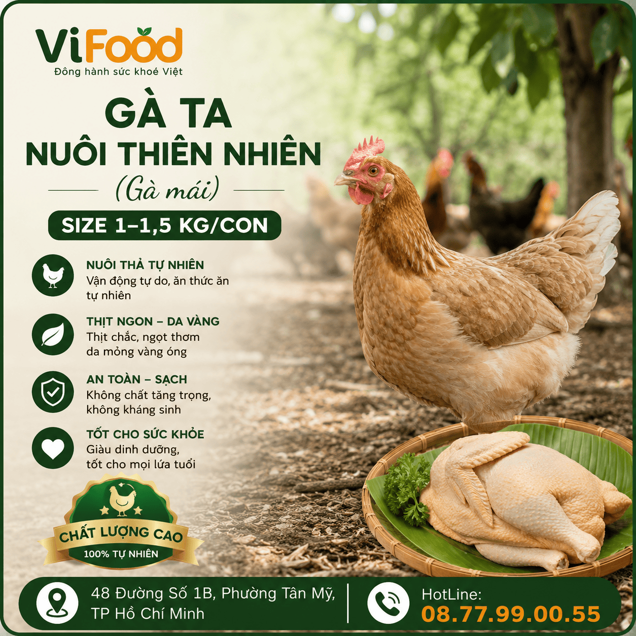Gà ta nuôi thiên nhiên (gà mái) Size 1-1,5 kg/con