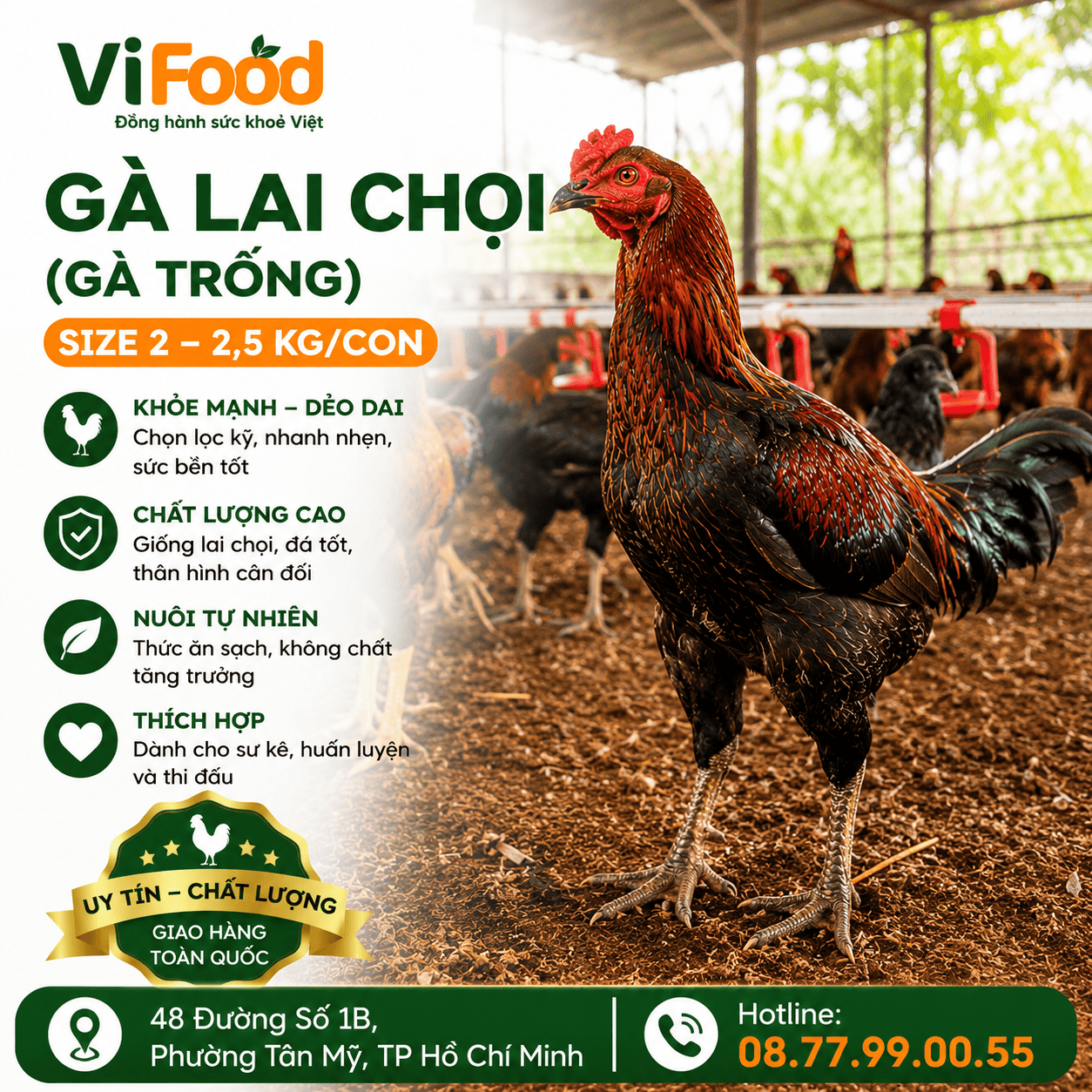  Gà lai chọi (gà trống) còn sống Size: 2-2,5 kg/con