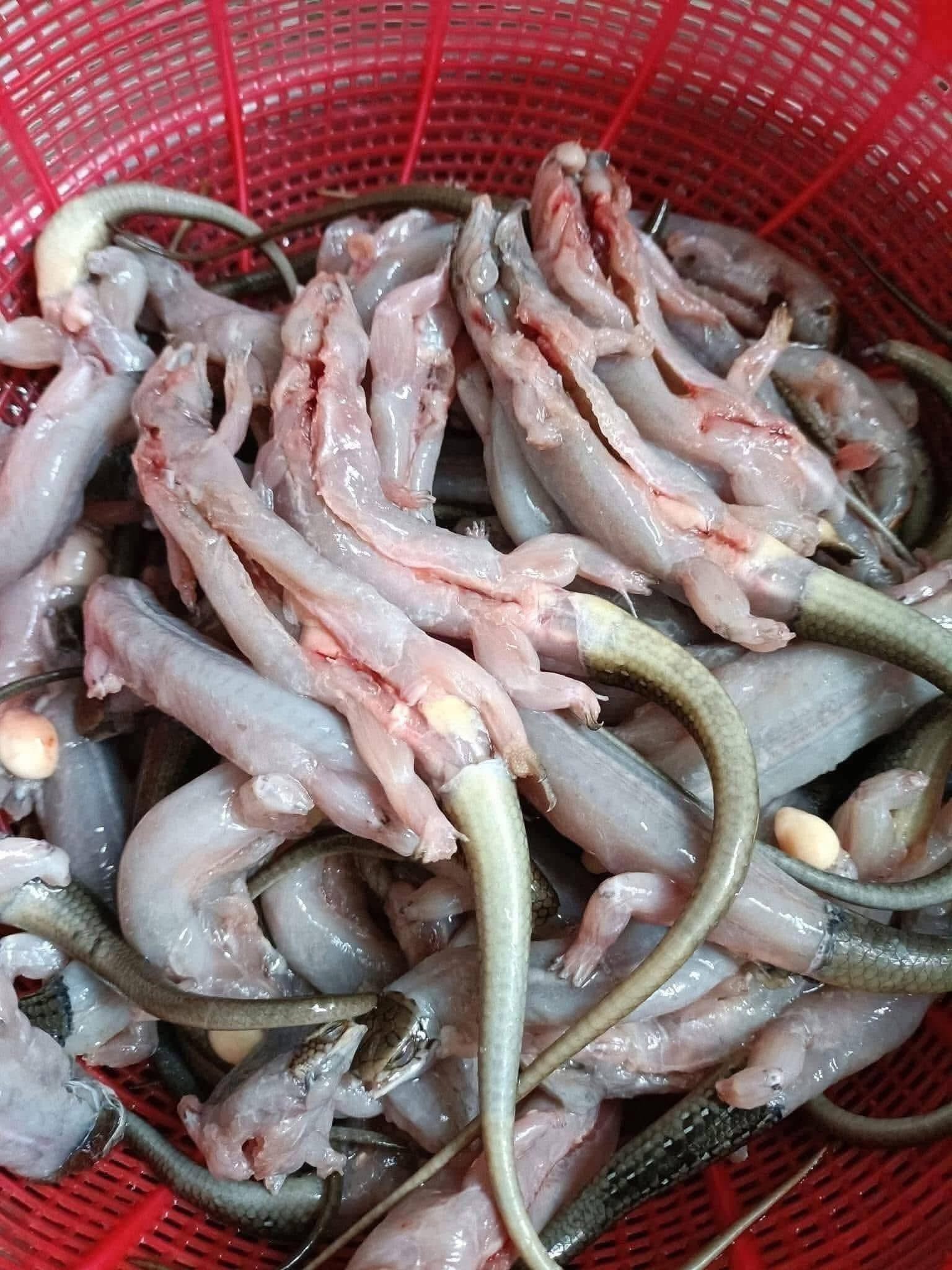 rắn mối thịt giá bao nhiêu