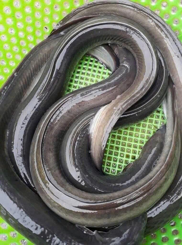 Bán cá chình tươi sống tại TP.HCM