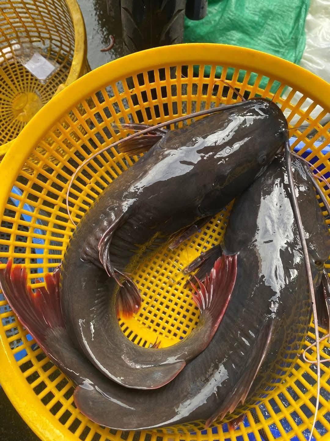 Mua cá lăng tươi sống tại TP.HCM