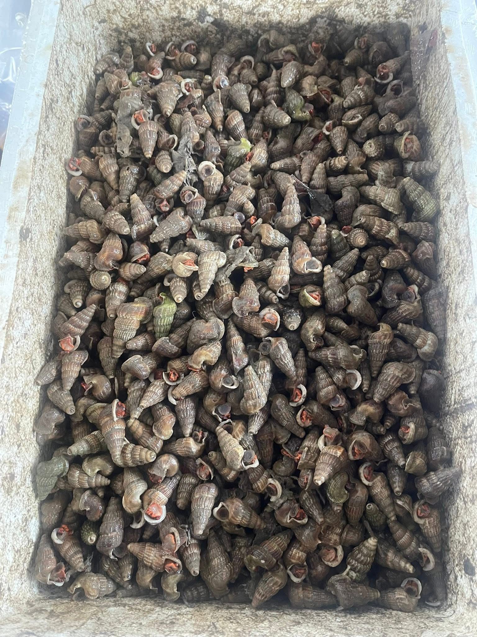 Ốc len sống tươi ngon