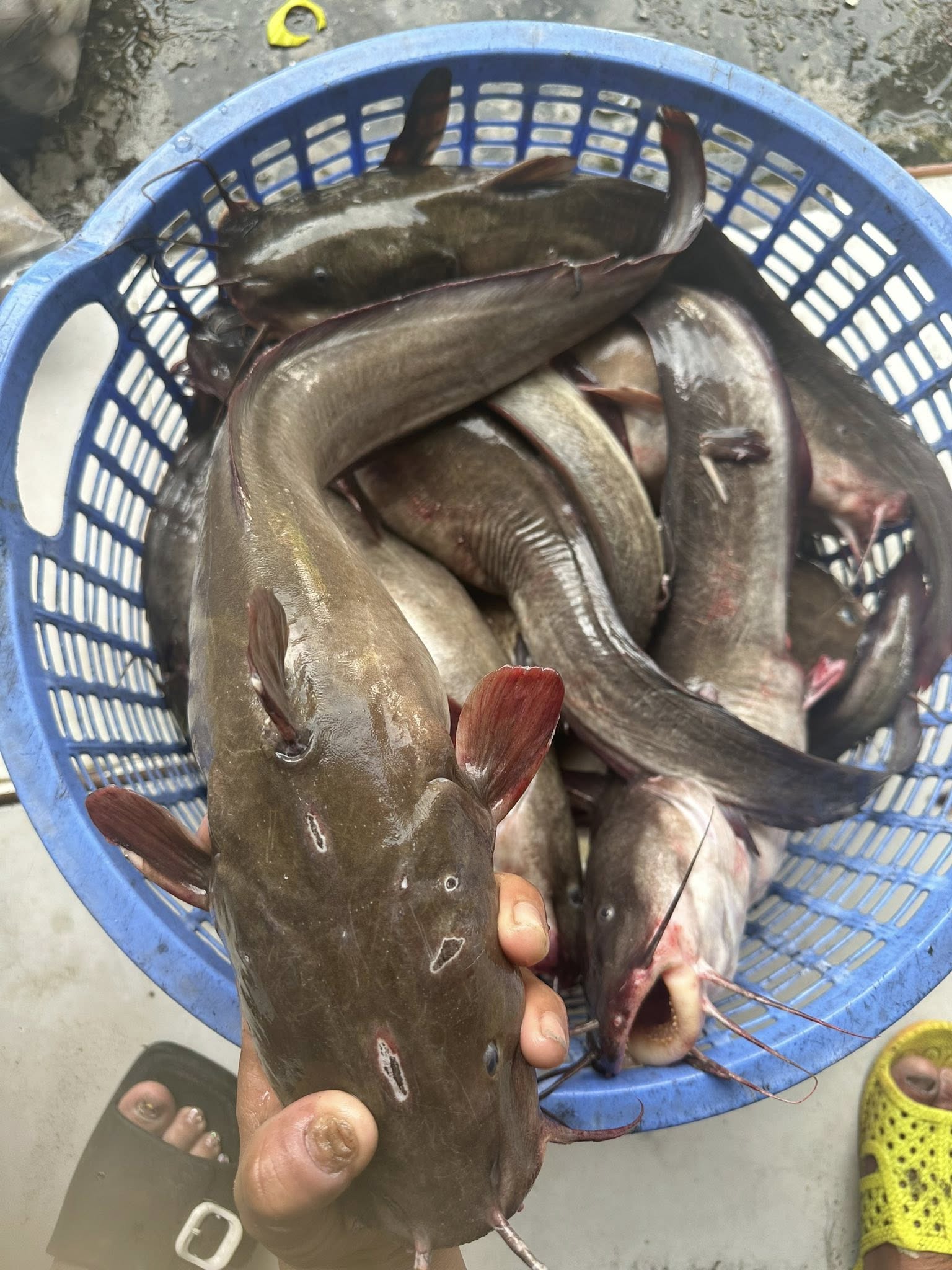 Cá ngát tươi sống