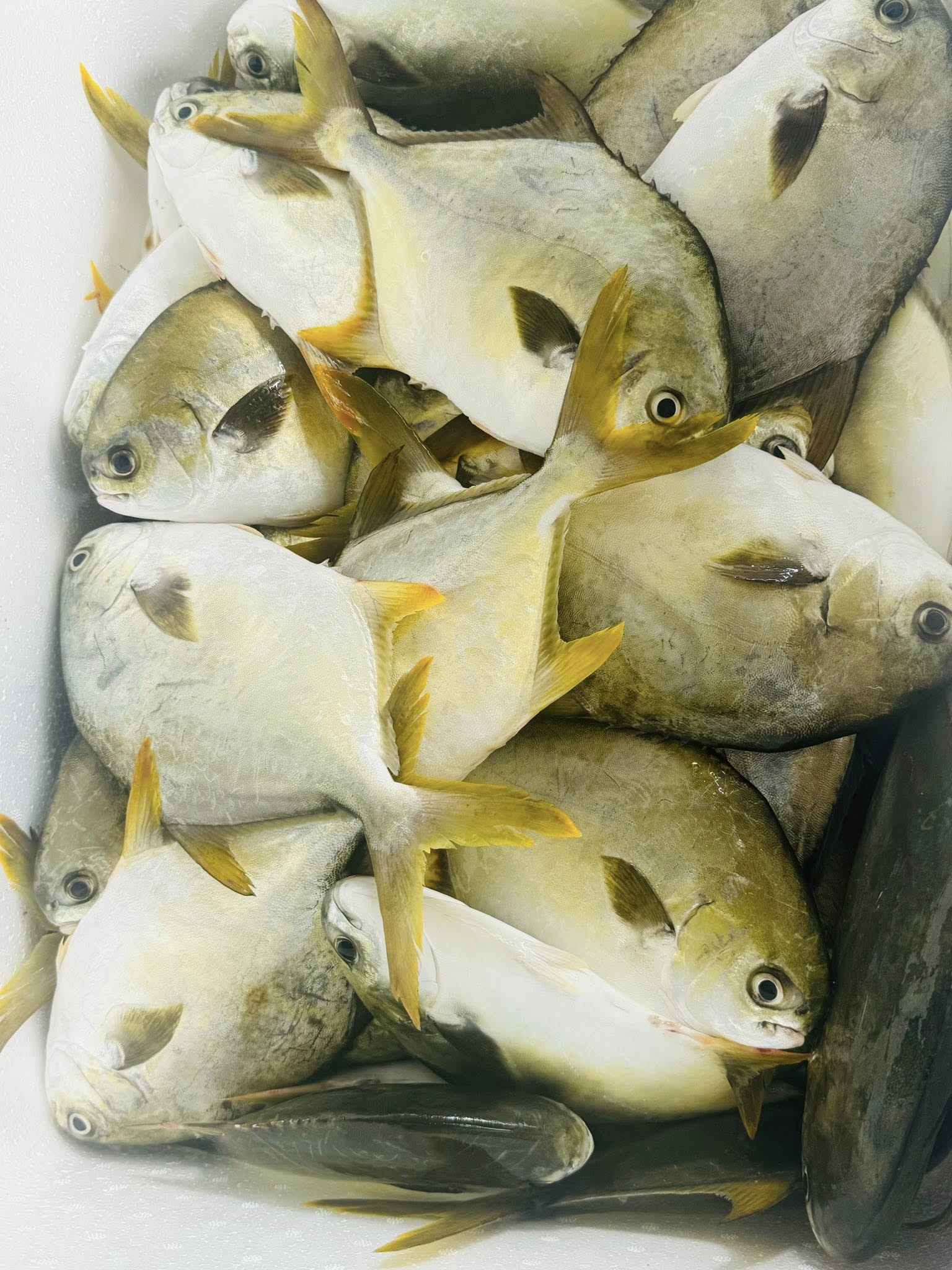 Cá chim trắng vây vàng tươi sống