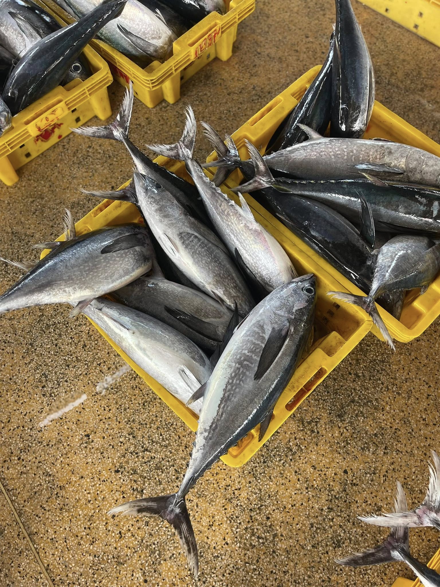 Thực phẩm đông lạnh giá sỉ tại Hà Nội