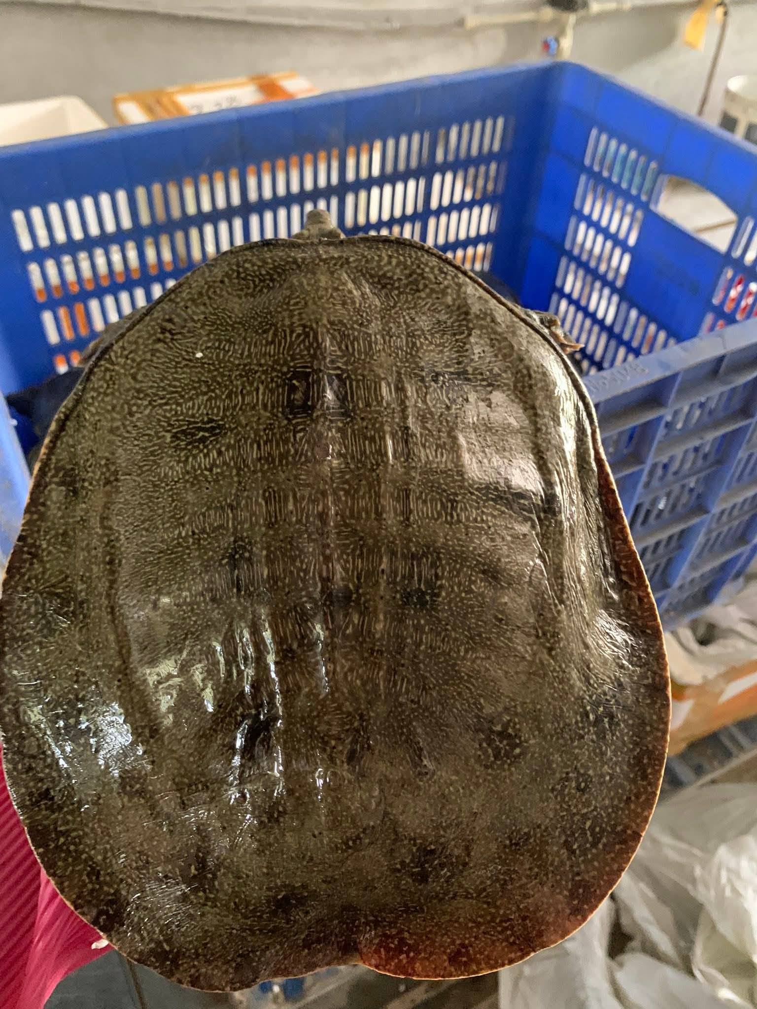 Ba ba sống tươi khỏe