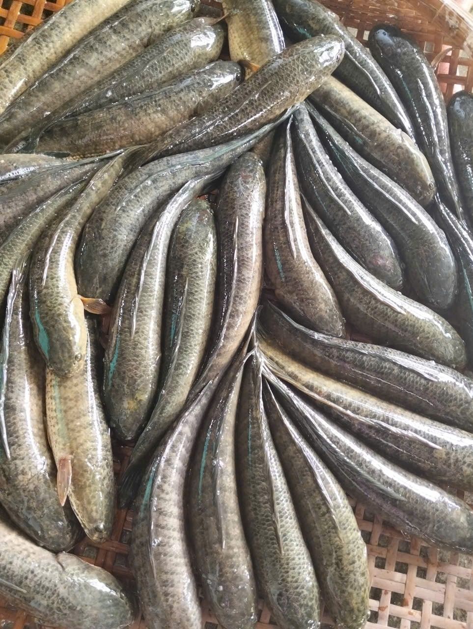 Giá cá lóc đồng hiện tại