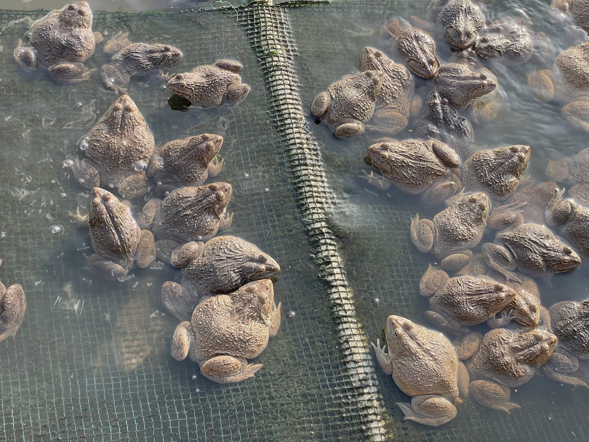 Ếch sống tươi khỏe