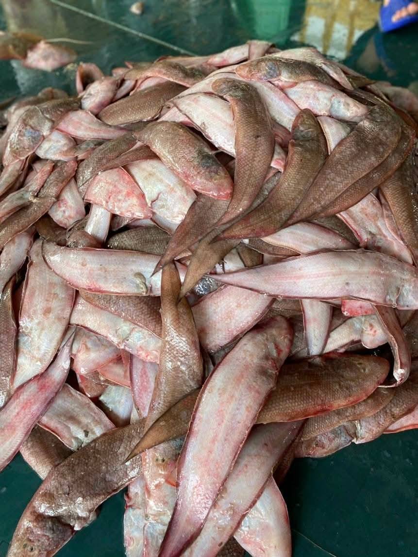 Cá lưỡi trâu tươi
