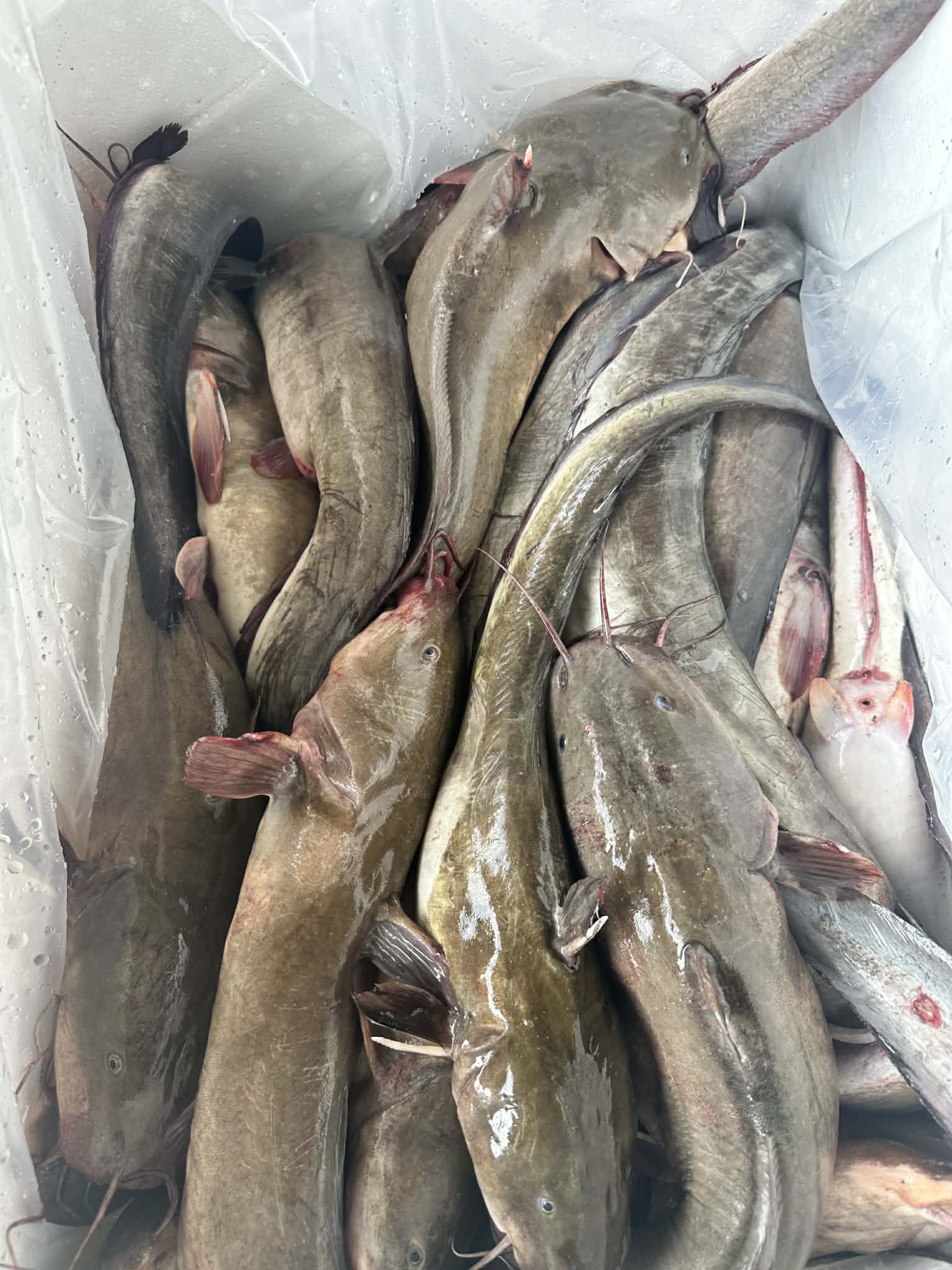 Giá cá ngát hôm nay