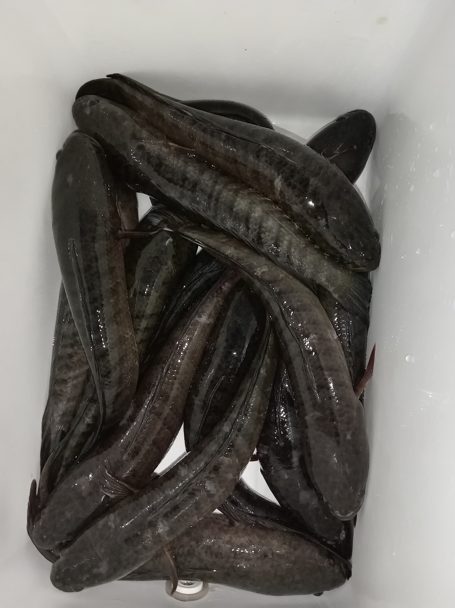 Giá cá lóc đồng hiện tại